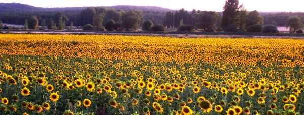 Girasoles en agosto