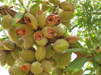 Almendros en Recuerda alimento para aves